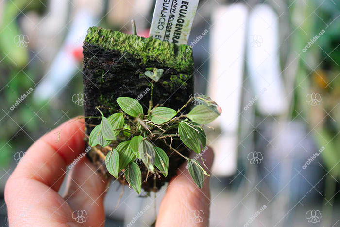 Lepanthes hexapus.jpg