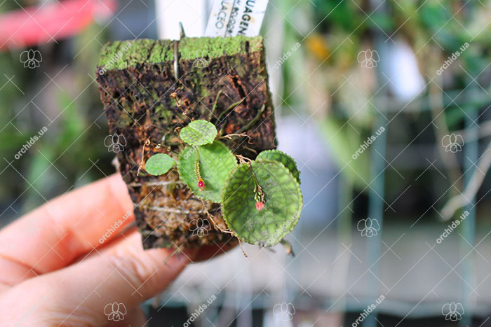 Lepanthes calodictyon.jpg