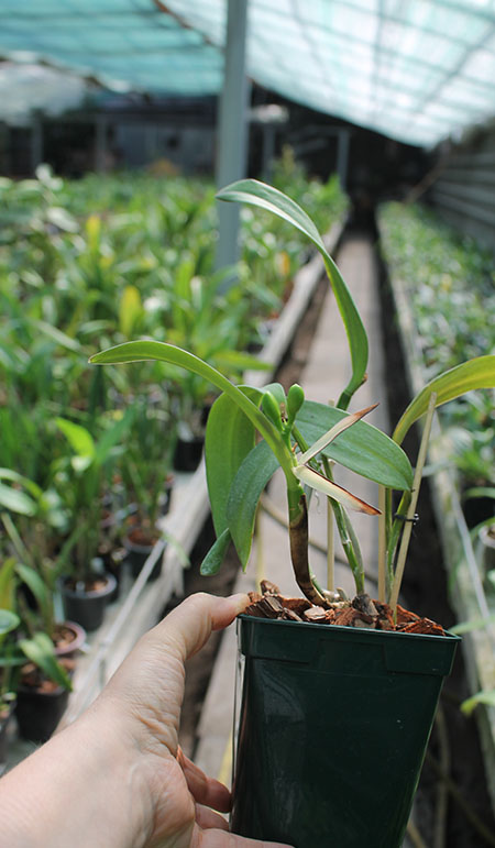 Epicattleya Siam Jade (Cattleya Penny Kuroda x Epicattleya Vienna Woods).jpg