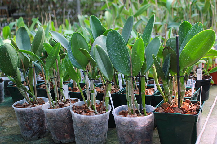 Cattleya dolosa var alba.jpg