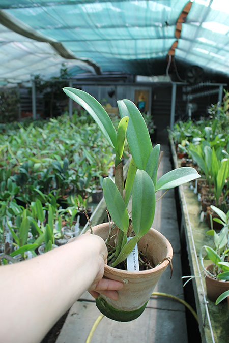 Cattleya walkeriana x Cattleya dolosa alba.jpg