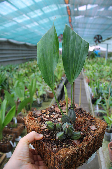 Stanhopea martiana.jpg