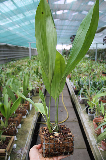 Stanhopea grandiflora.jpg