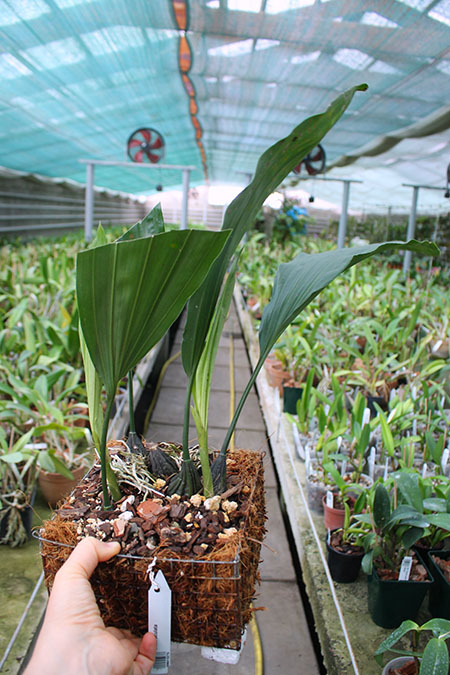 Stanhopea oculata.jpg