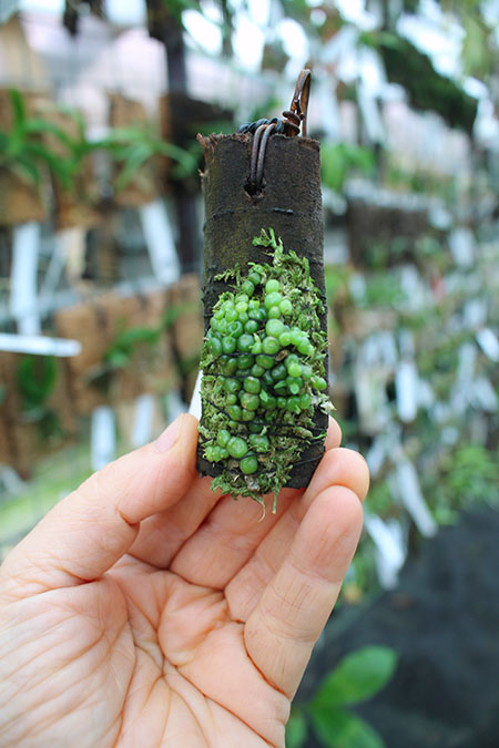 Bulbophyllum moniliforme.jpg