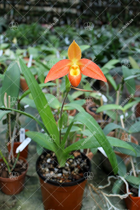 Phragmipedium Don Wimber (besseae x Eric Young).jpg