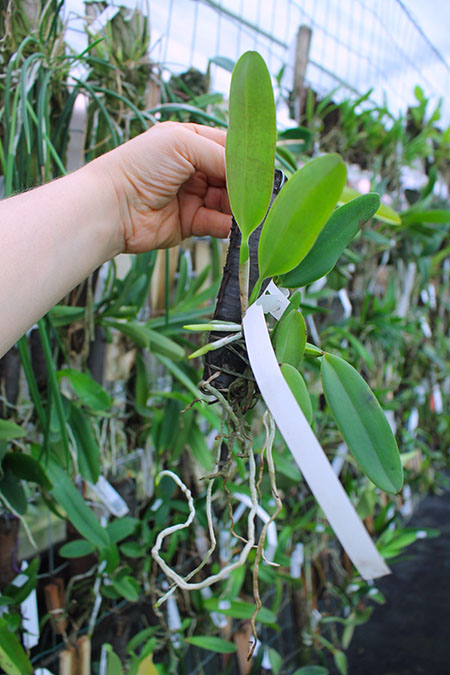 Cattleya Whitei coerulea (warneri coerulea 'Carolina' x schilleriana coerulea 'Moises').jpg
