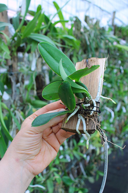 Cattleya violacea flamea 'SVO' x violacea flamea 'Icabaru'.jpg