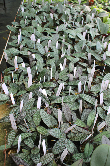 Phalaenopsis schilleriana x sib.jpg