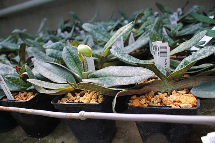 Paphiopedilum concolor.jpg