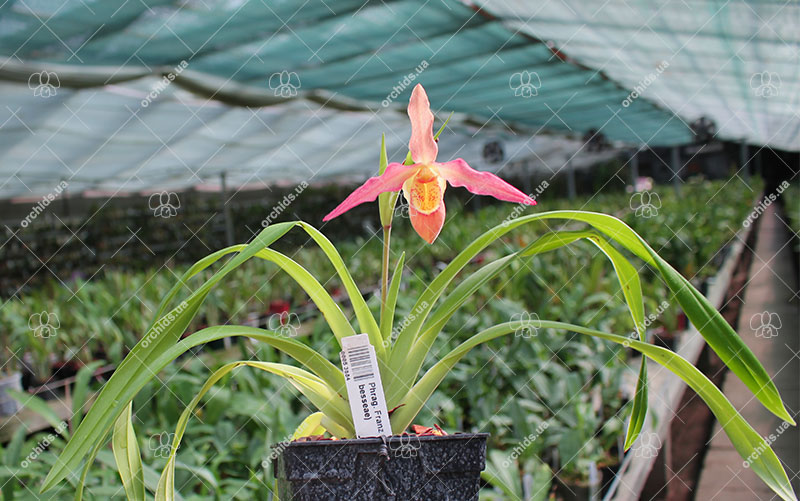 Phragmipedium Franz Glanz (richteri x besseae).jpg