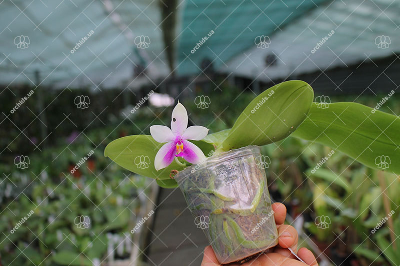 Phalaenopsis LD's Bear King 'YK-14' x Miro Super Star.jpg