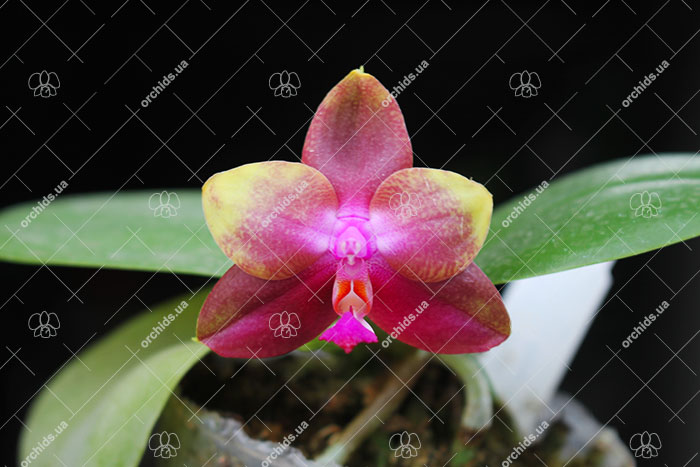 Phalaenopsis Yaphon Red Jewel x Ld's Bear Queen.jpg