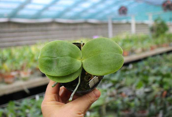 Phalaenopsis Mituo Prince x LD Emerald Bear.jpg