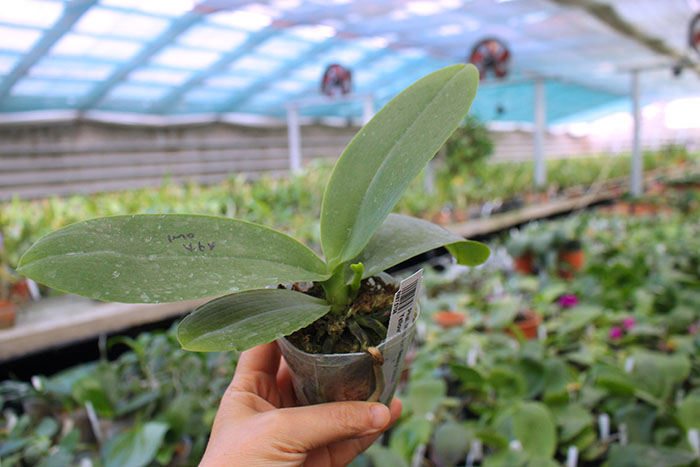 Phalaenopsis Miro Sun Beauty 'Goose Yellow'.jpg