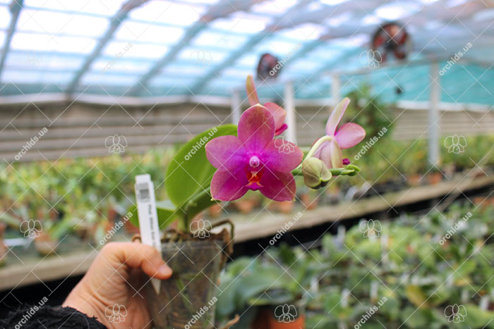 Phalaenopsis Mituo Sun Queen 'Lotus'.jpg