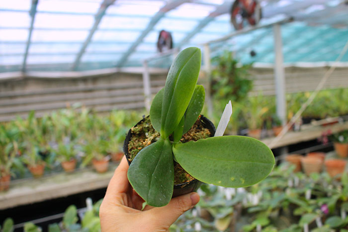 Phalaenopsis Yaphon Gelacea 'Yaphon'.jpg