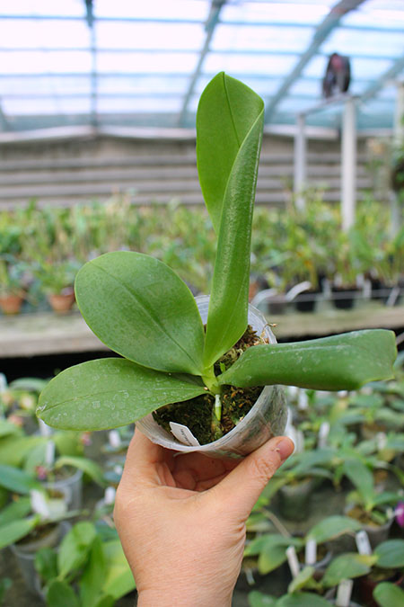 Phalaenopsis YangYang Blueberry x bellina coerulea.jpg