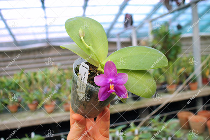 Phalaenopsis Yaphon Red Jewel x Hawaii Dragon Girl.jpg