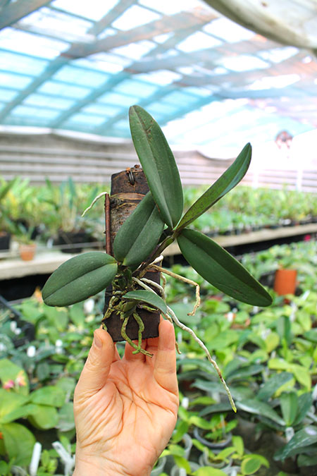 Cattleya schilleriana coerulea 'Caliman' x coerulea 'Gilson'.jpg
