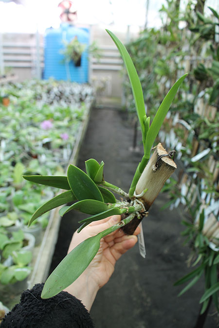 Cattlianthe Tiny Treasure 'Star Amethyst'.jpg