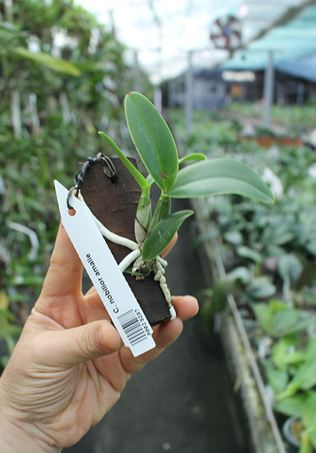 Cattleya nobilior amalie.jpg