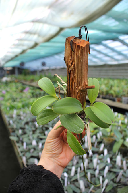 Cattleya aclandiae.jpg