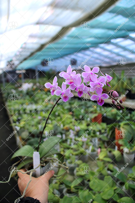 Phalaenopsis Venus.jpg