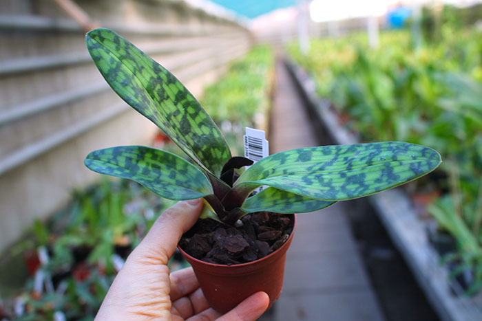 Paphiopedilum Maudiae Vinicolor 'Schwarze Madonna'.jpg