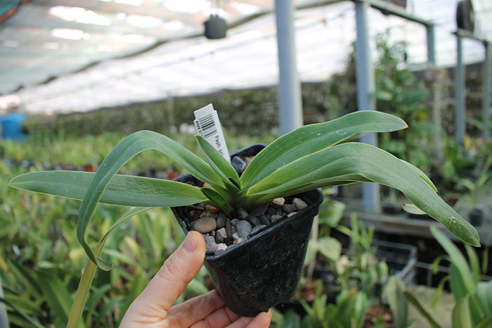 Paphiopedilum primulinum x henryanum.jpg