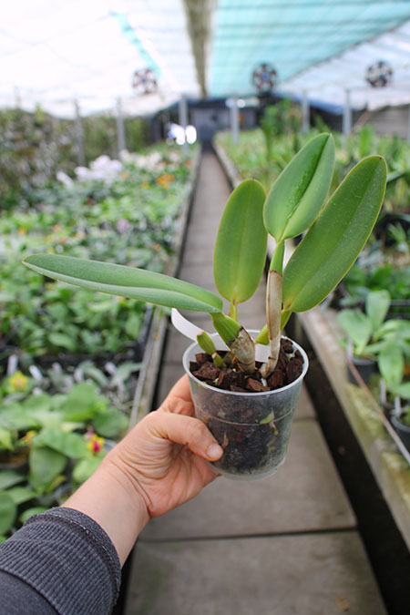Cattleya warneri coerulea 'Suzuki' x warneri coerulea 'Carolina'.jpg