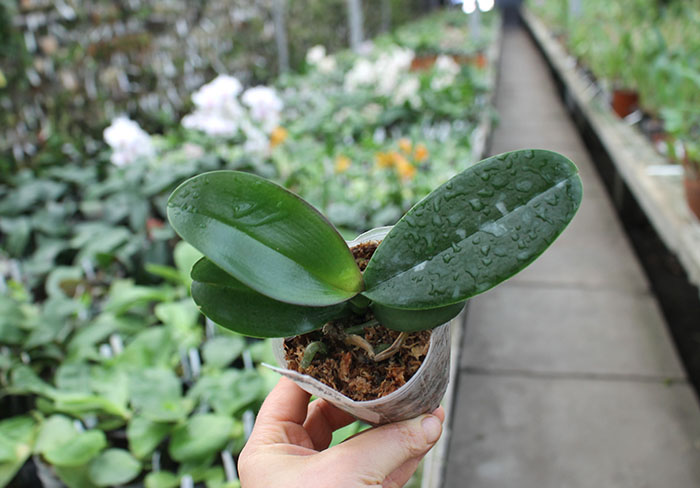 Phalaenopsis Lianher Focus.jpg