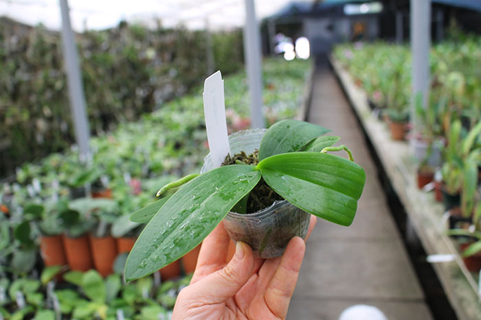 Phalaenopsis intermedia.jpg