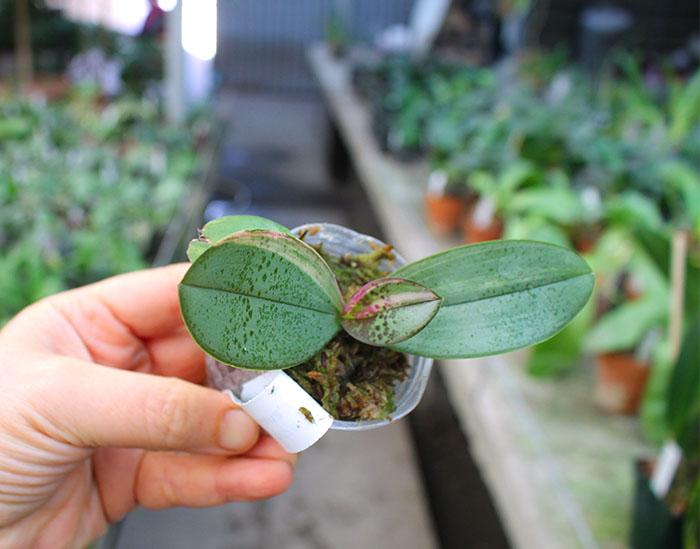 Phalaenopsis Bronze Maiden (schilleriana x mannii).jpg