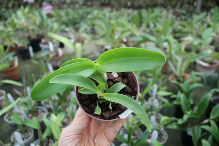 Diacattleya Chantilly Lace 'Twinkle'.jpg