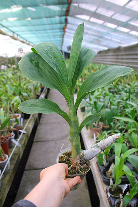 Cycnoches Jumbo Cooper 'SVO’ x Cycnoches Alexis Jesus Pardo 'Sleeper Keeper’.jpg