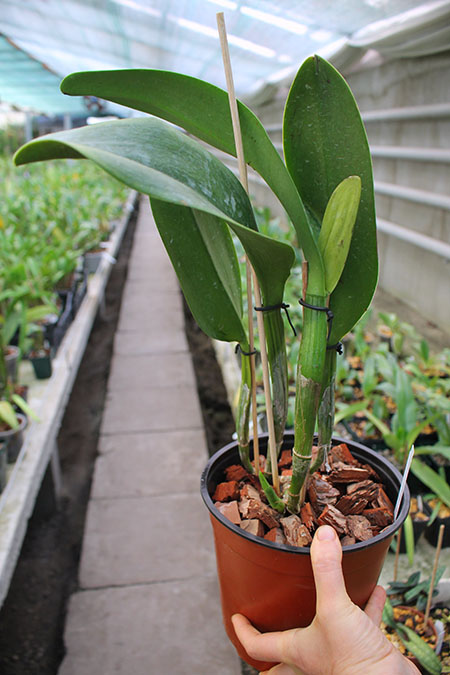 Potinara Spanish Eyes 'Tian Mu'.jpg