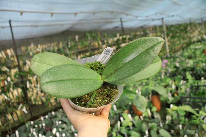 Phalaenopsis Lyndon Crystal Schilleriana (Chingruey's Crystal x schilleriana).jpg