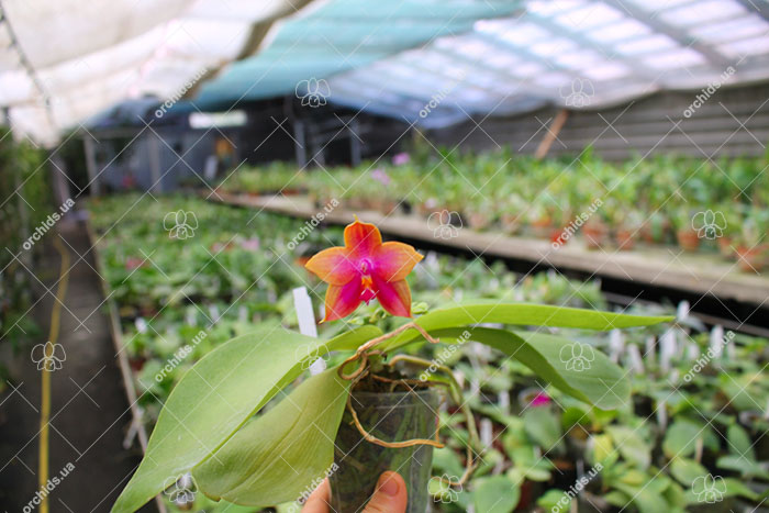 Phalaenopsis (Yin's Bellina Kaiulani x Ld's Bear Queen ) x Dragon Tree Eagle 'Red Eagle'.jpg