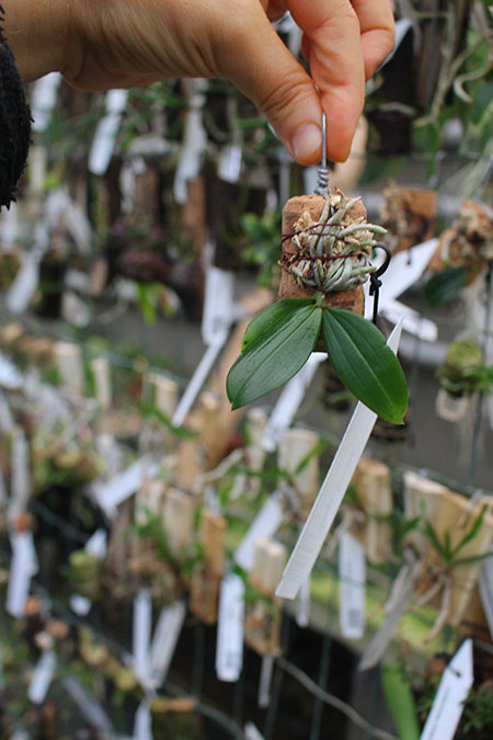 Aerangis fastuosa.jpg