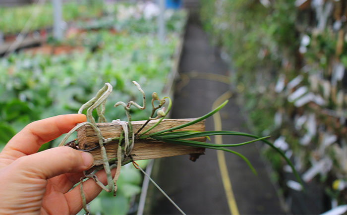 Holcoglossum wangii.jpg