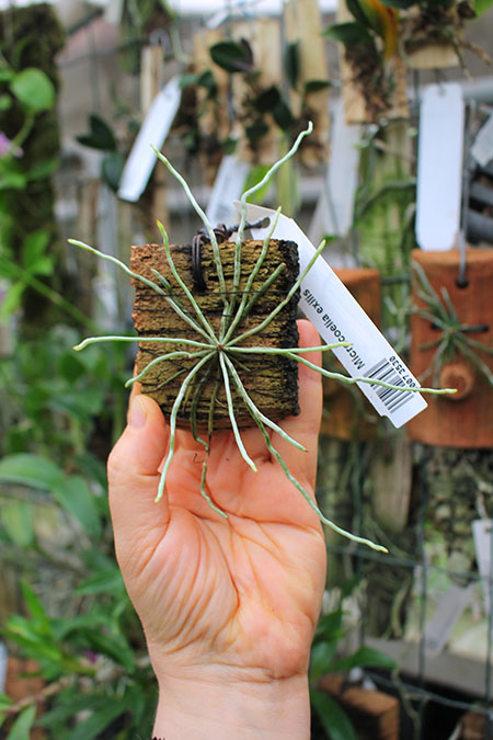 Microcoelia exilis.jpg