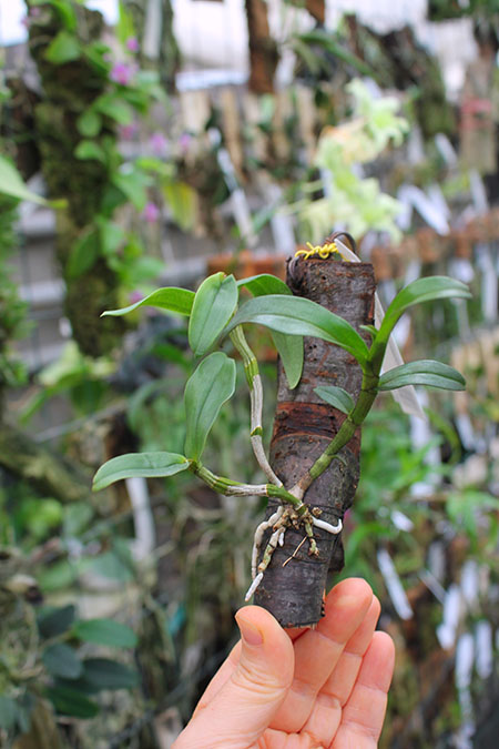 Dendrobium tobaense Giant Typ.jpg