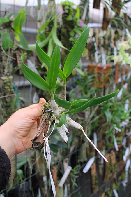 Dendrobium Chao Praya Gem.jpg