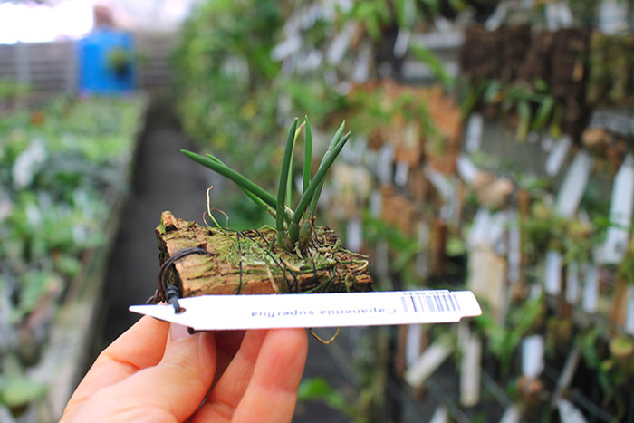 Capanemia superflua.jpg