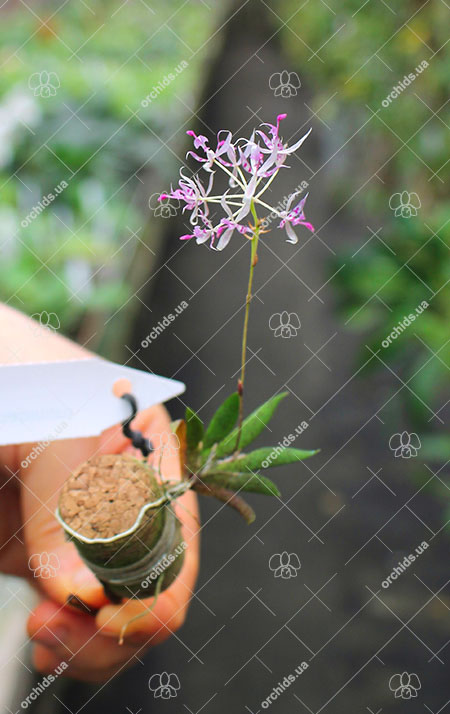 Macroclinium manabinum.jpg