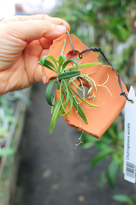 Chytroglossa aurata.jpg