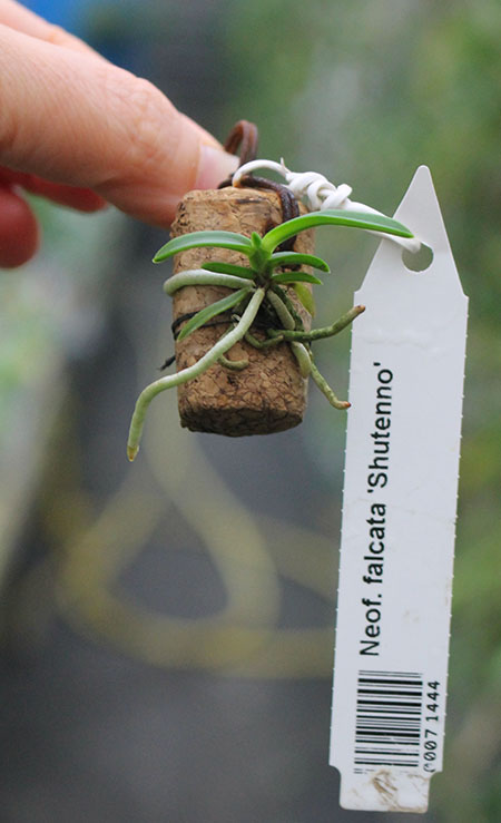 Neofinetia falcata Shutenno.jpg