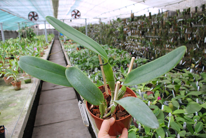 Cattleya labiata punctata x Cattleya labiata punctata (quase concolor) 'AWZ'.jpg