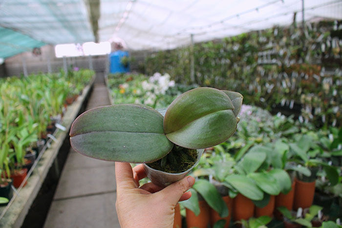 Phalaenopsis Joy Spring Venus 'Tina'.jpg